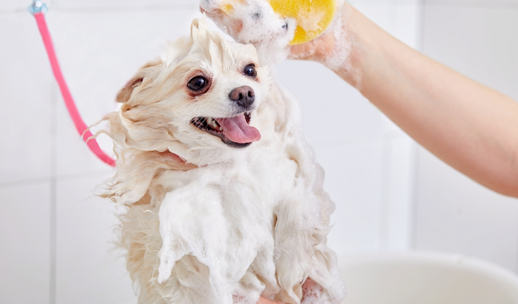 dog whitening getting shampoo