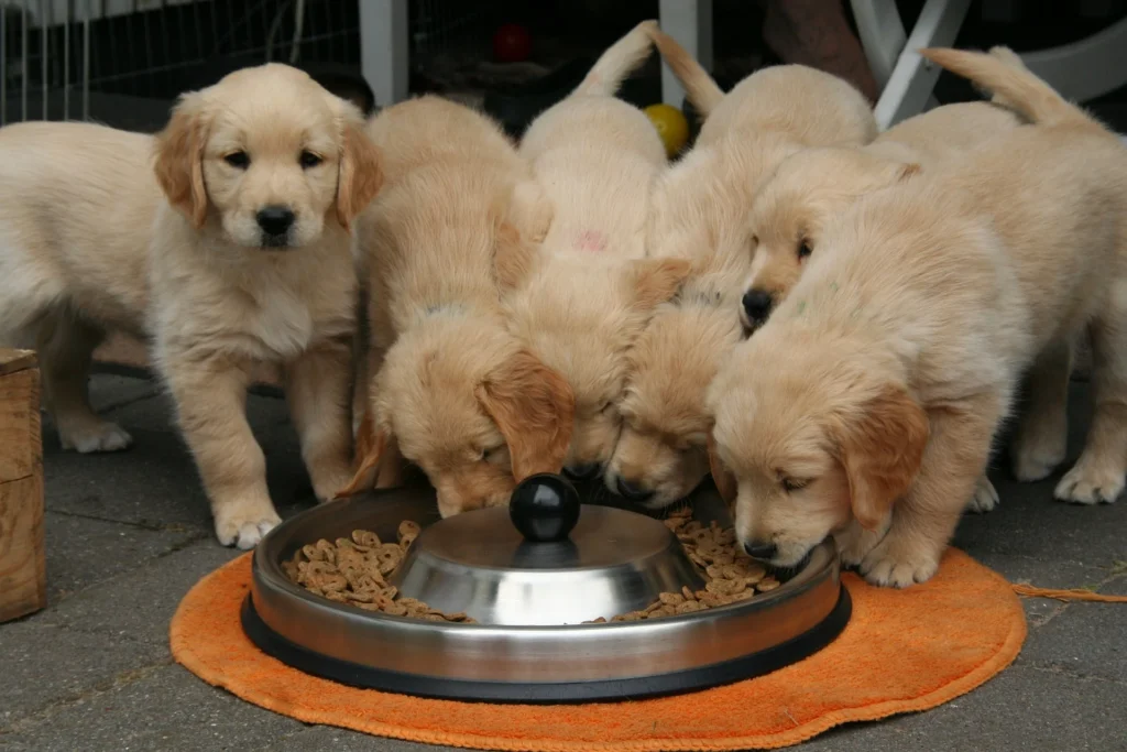 puppies eating canned food