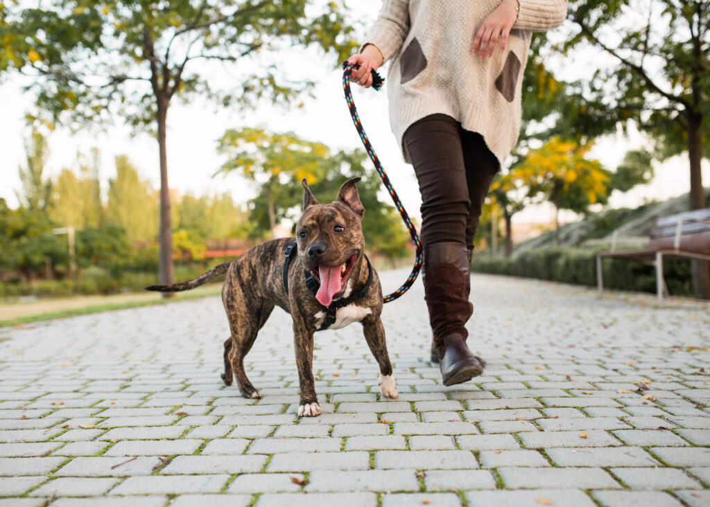 best dog leash for dogs that pull