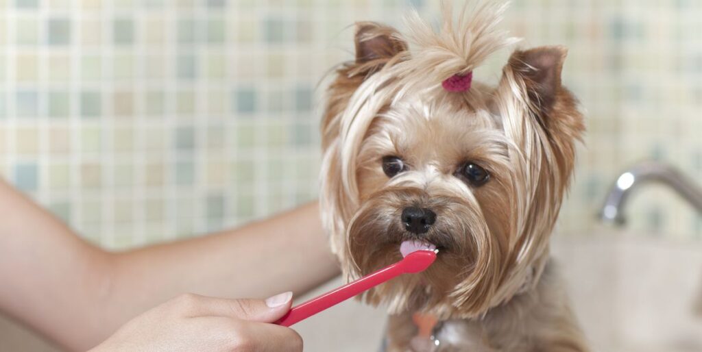 best toothpaste for dogs