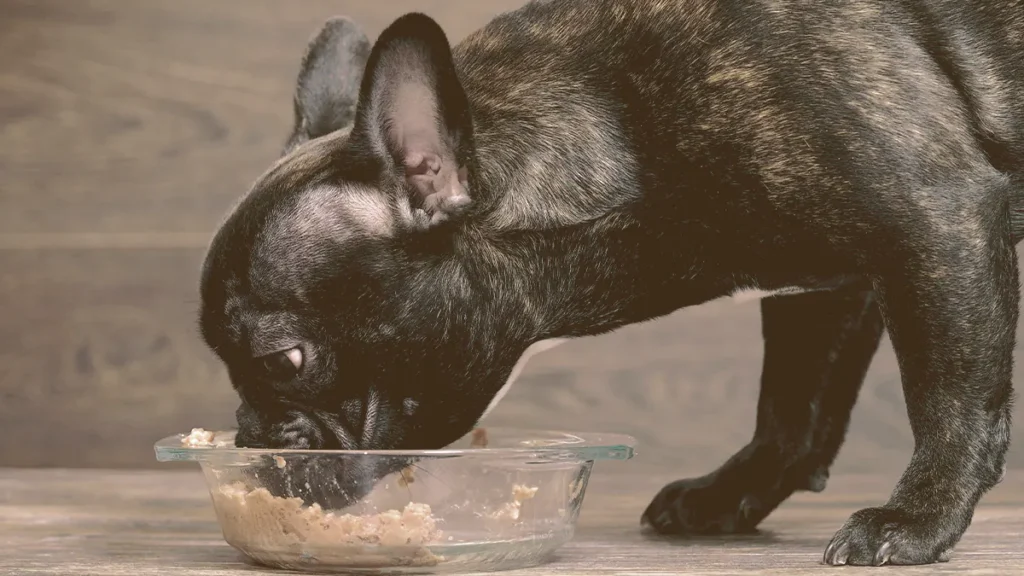 dog eating wet food