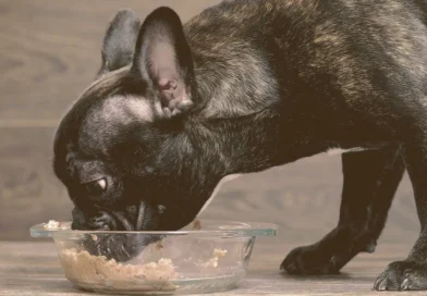 dog eating wet food