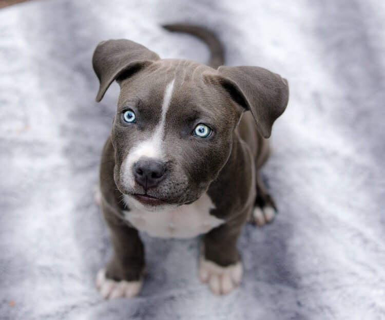 Blue-eyes-of-a-Pitbull