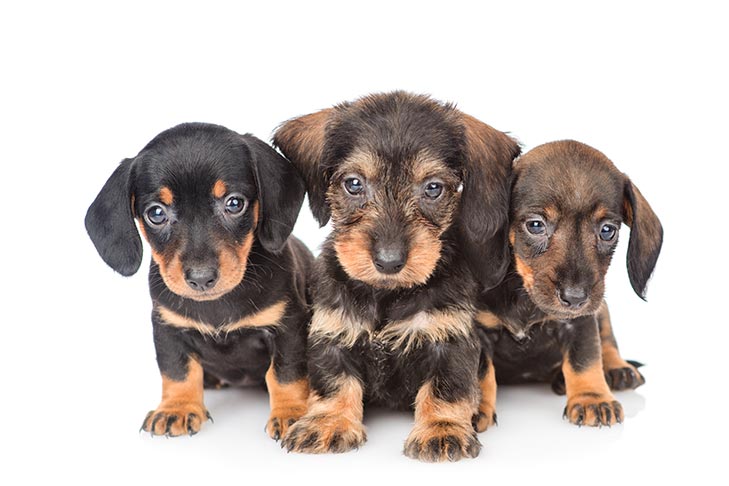 Dachshund-puppies-sitting-together