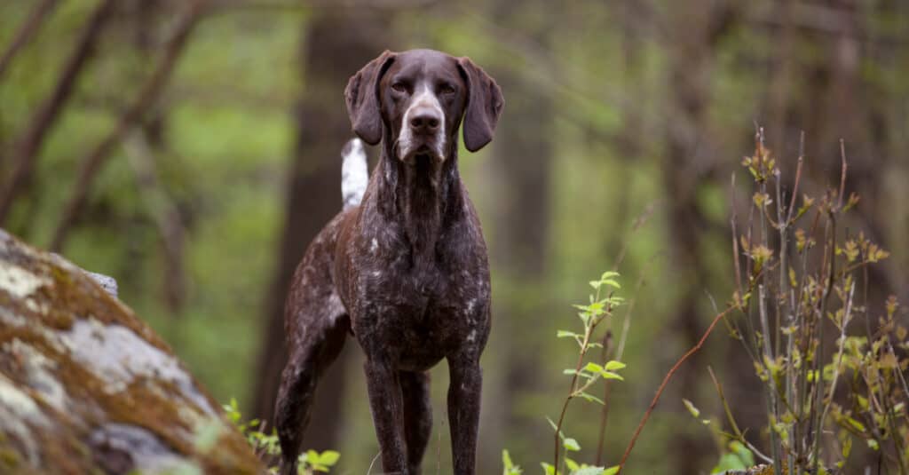 German-Shorthaired-Pointer-in-the-Woods-1024x535
