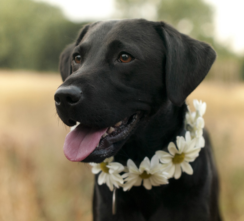 Labrador-Retriever-lifestyl