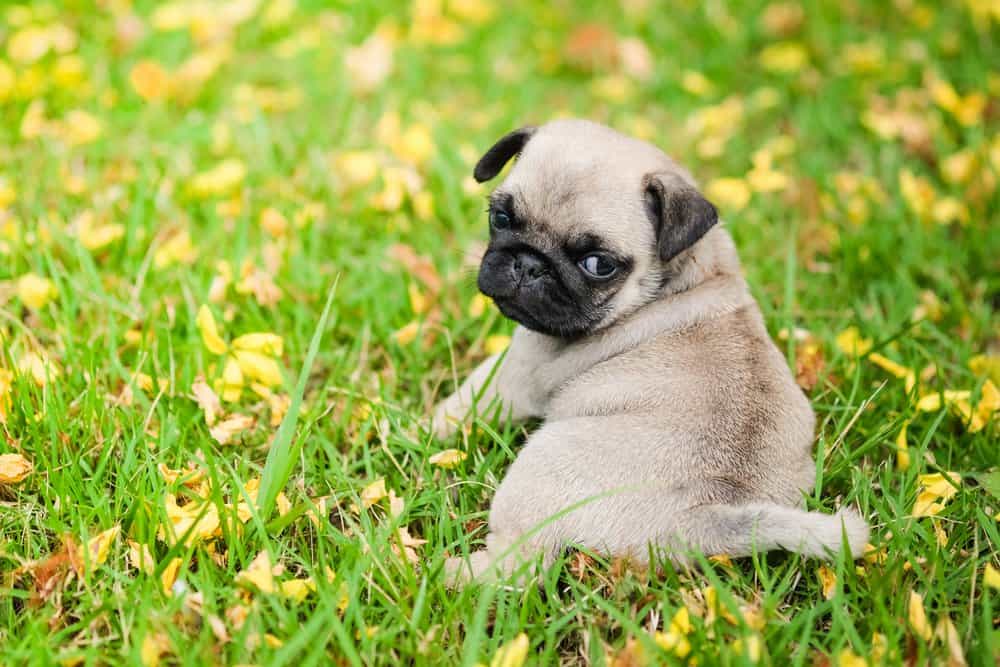 Pug-Canis-familiaris-puppy-in-flowers