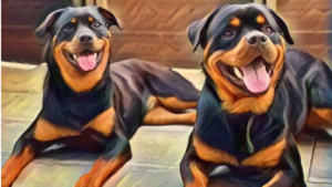 Rottweilers