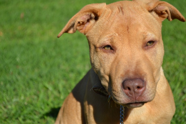 Shar-Pei-Pitbull-mixed-breed-dog_Kim-Bryant_Shutterstock-760x507