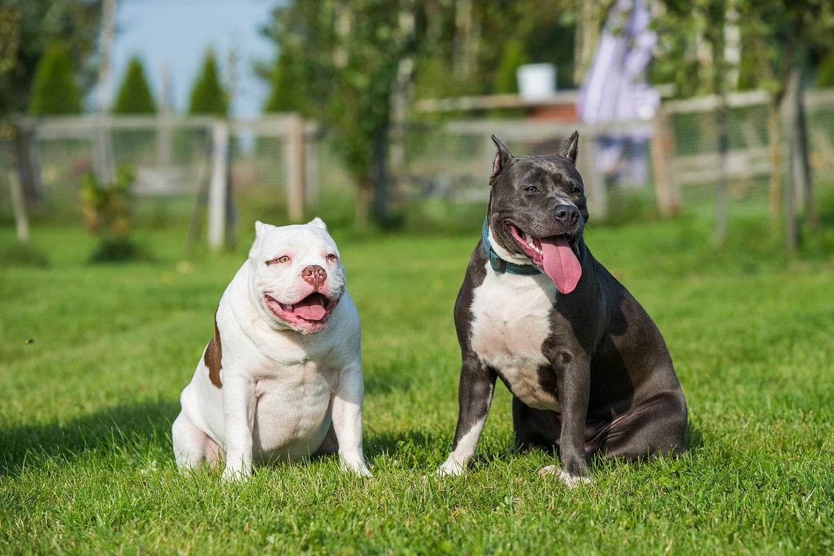 What_are_the_different_types_of_pit_bulls