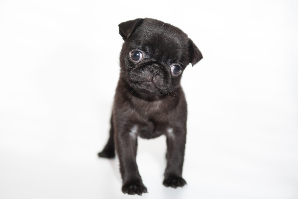 adorable-black-pug-puppy-1024x683