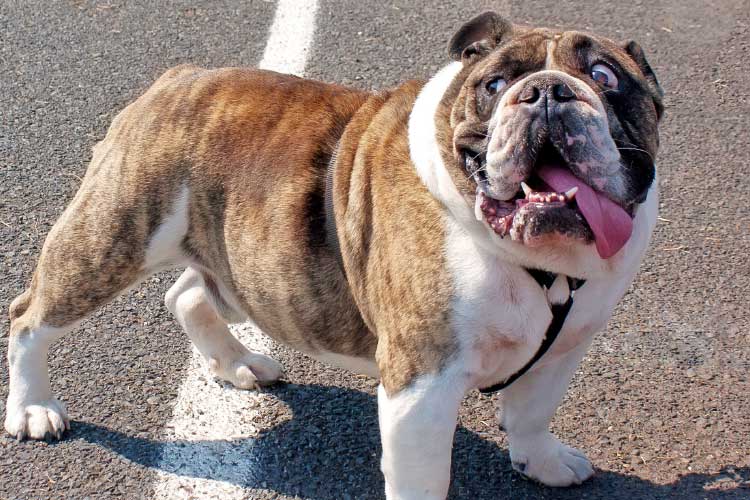 adult-english-bulldog