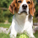 beagle dog picture
