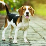 beagle dog picture