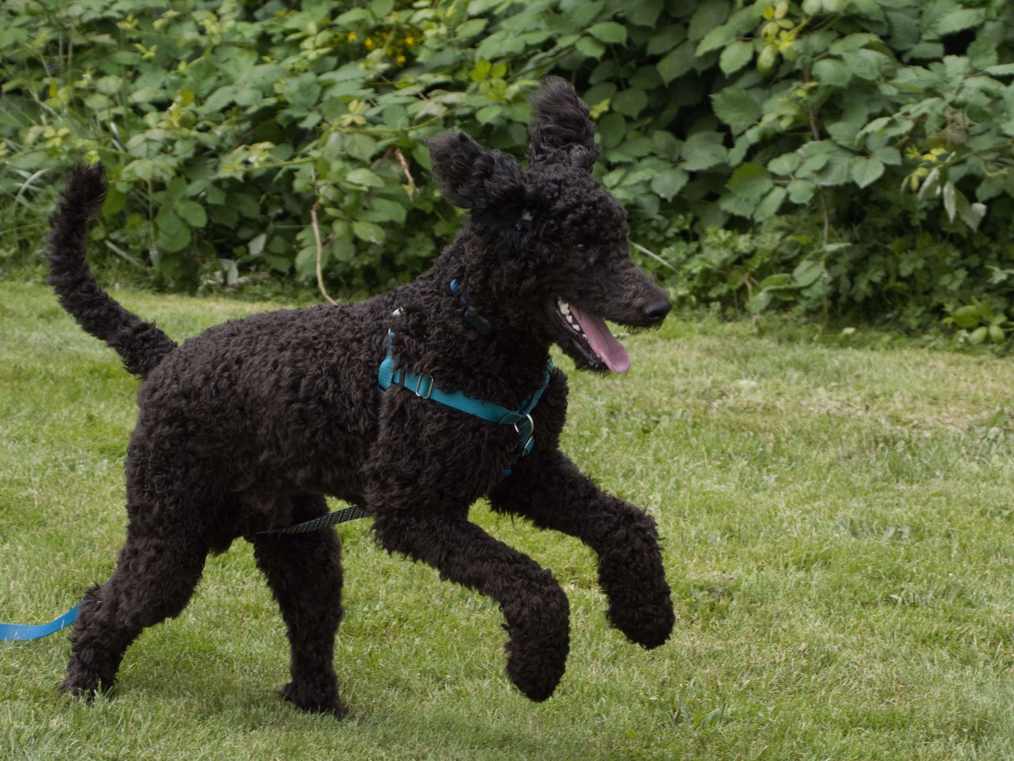black-poodle-frolics-in-a-lush-green-yard