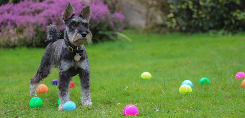 dog playing with tennis ball