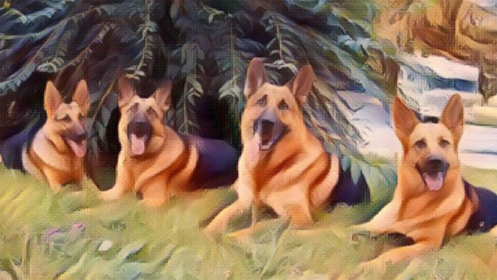 german shepherd pack