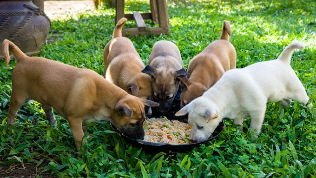 puppies eating wet food