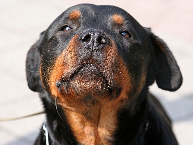 rottweiler-dog-close-up