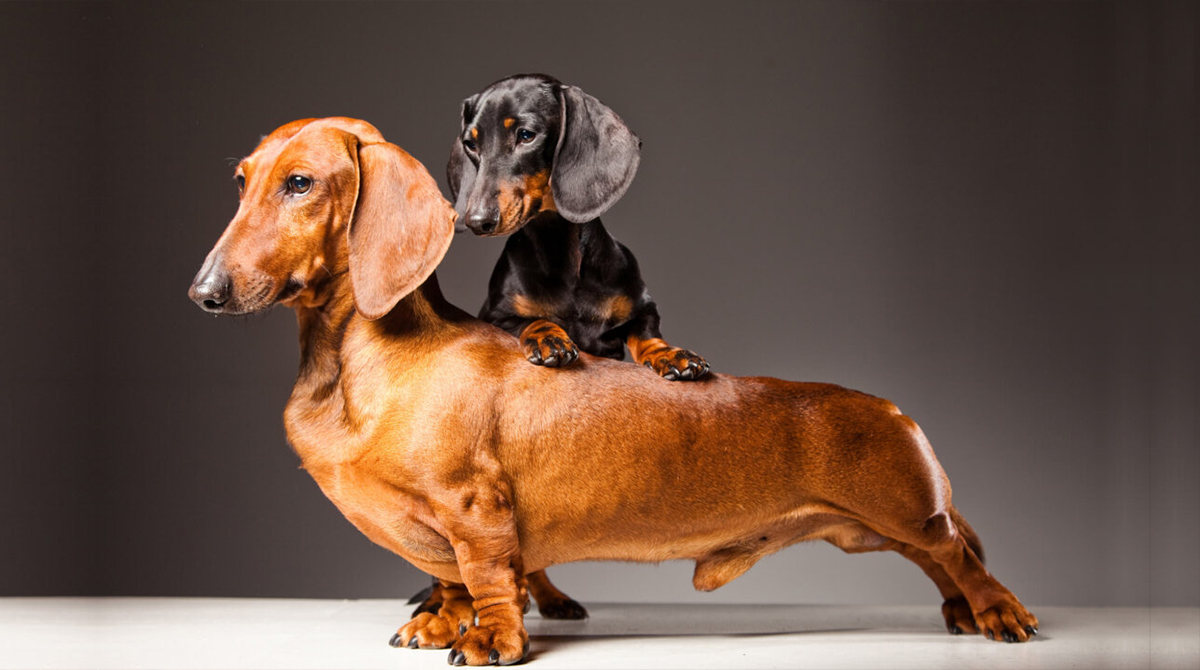 standard-vs-miniature-dachshund-cover