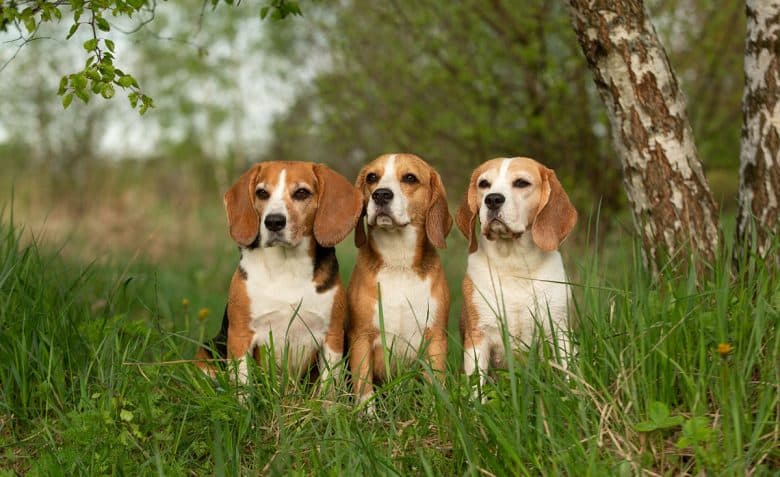 three-beagle-dog-sitting-in-the-nature-780x477