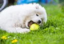 dog playing with ball