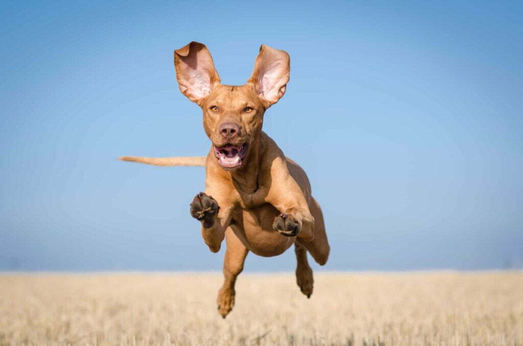 dog running to good groomer
