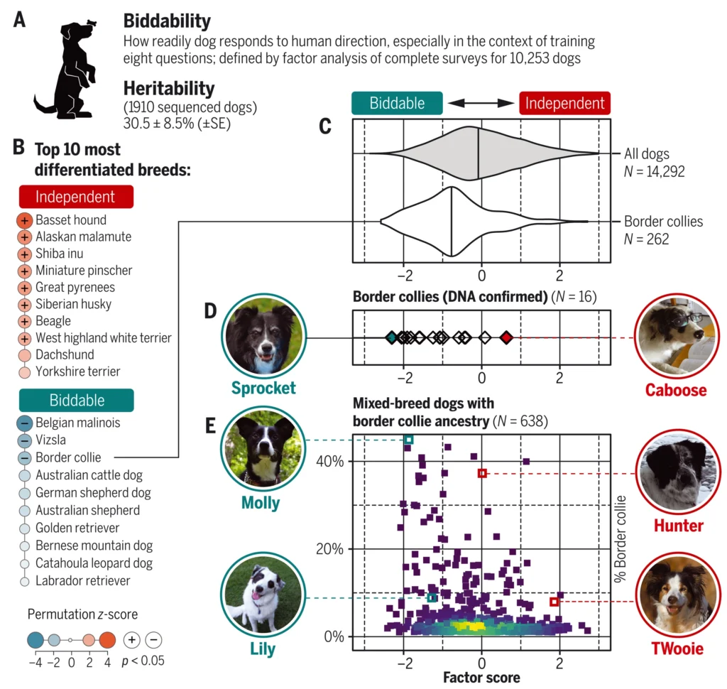 dog breeding science